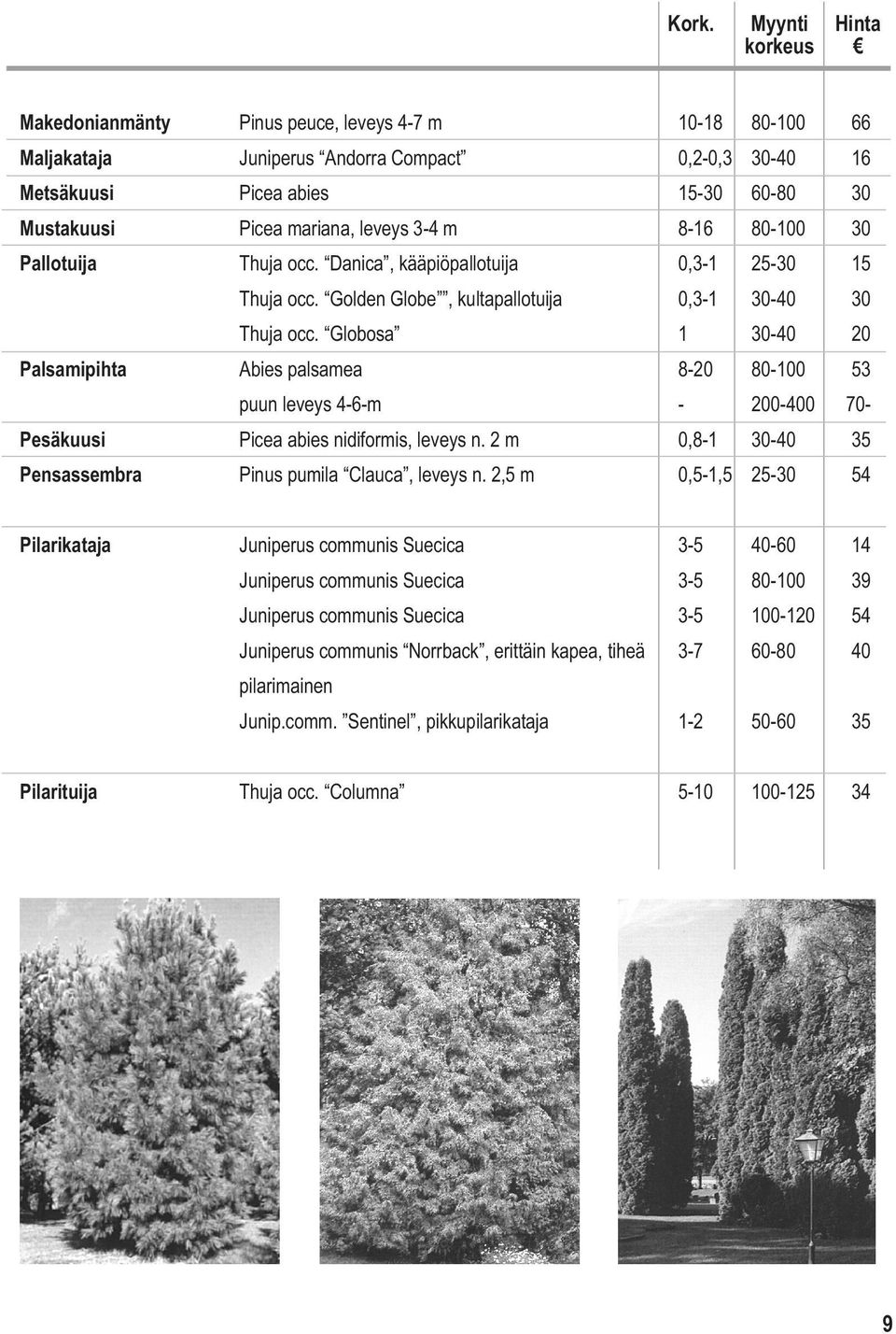 Globosa 1 30-40 20 Palsamipihta Abies palsamea 8-20 80-100 53 puun leveys 4-6-m - 200-400 70- Pesäkuusi Picea abies nidiformis, leveys n. 2 m 0,8-1 30-40 35 Pensassembra Pinus pumila Clauca, leveys n.
