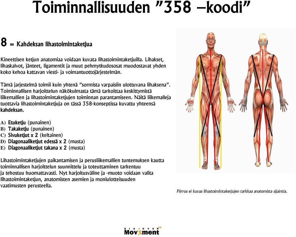 Tämä jarjestelmä toimii kuin yhtenä sormista varpaisiin ulottuvana lihaksena.