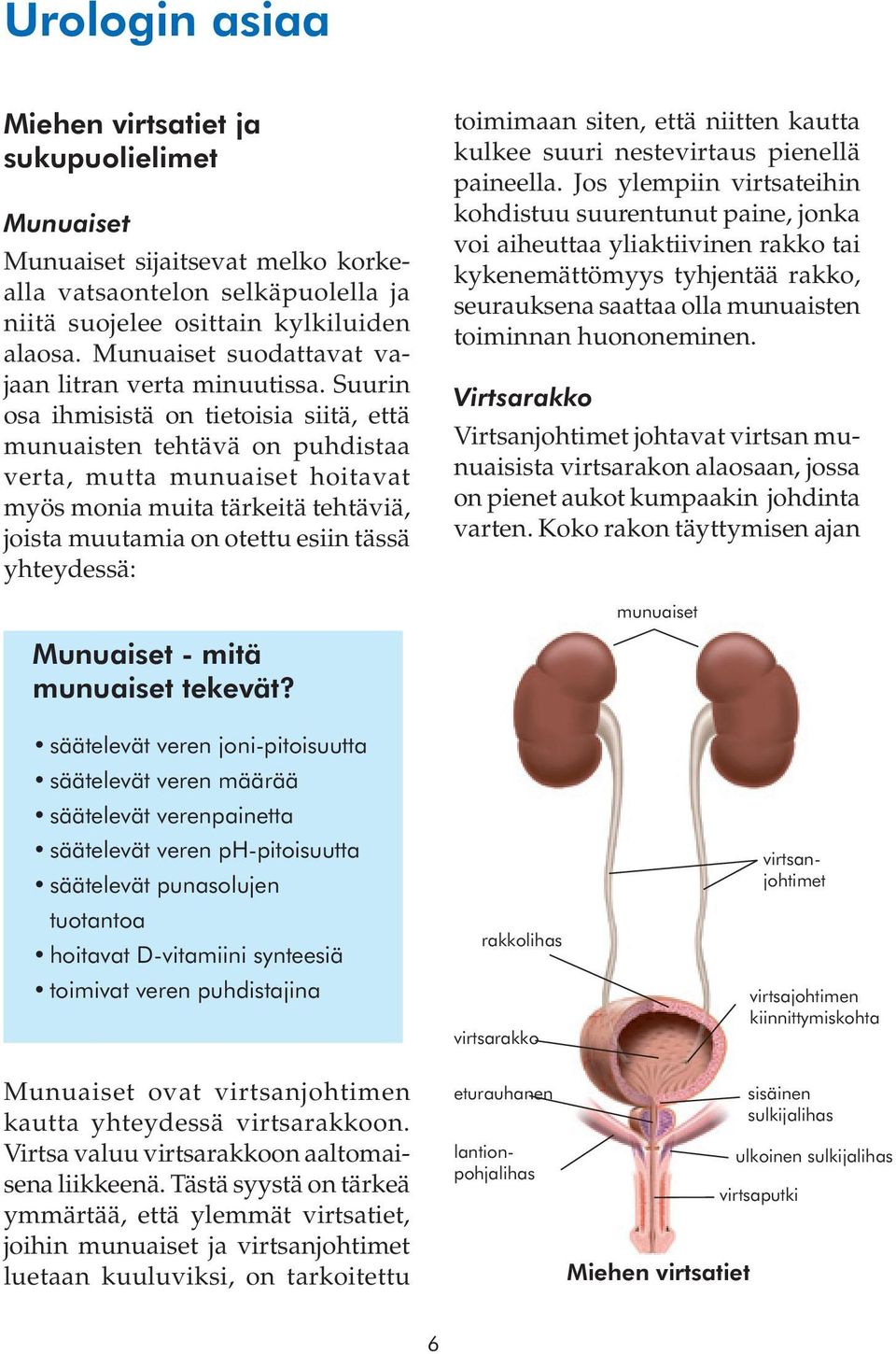 Suurin osa ihmisistä on tietoisia siitä, että munuaisten tehtävä on puhdistaa verta, mutta munuaiset hoitavat myös monia muita tärkeitä tehtäviä, joista muutamia on otettu esiin tässä yhteydessä: