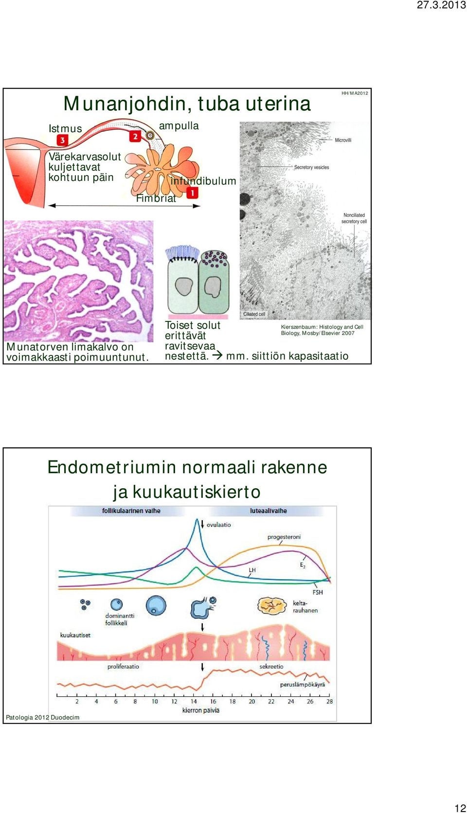 Toiset solut erittävät ravitsevaa nestettä. Biology, Mosby/Elsevier 2007 mm.