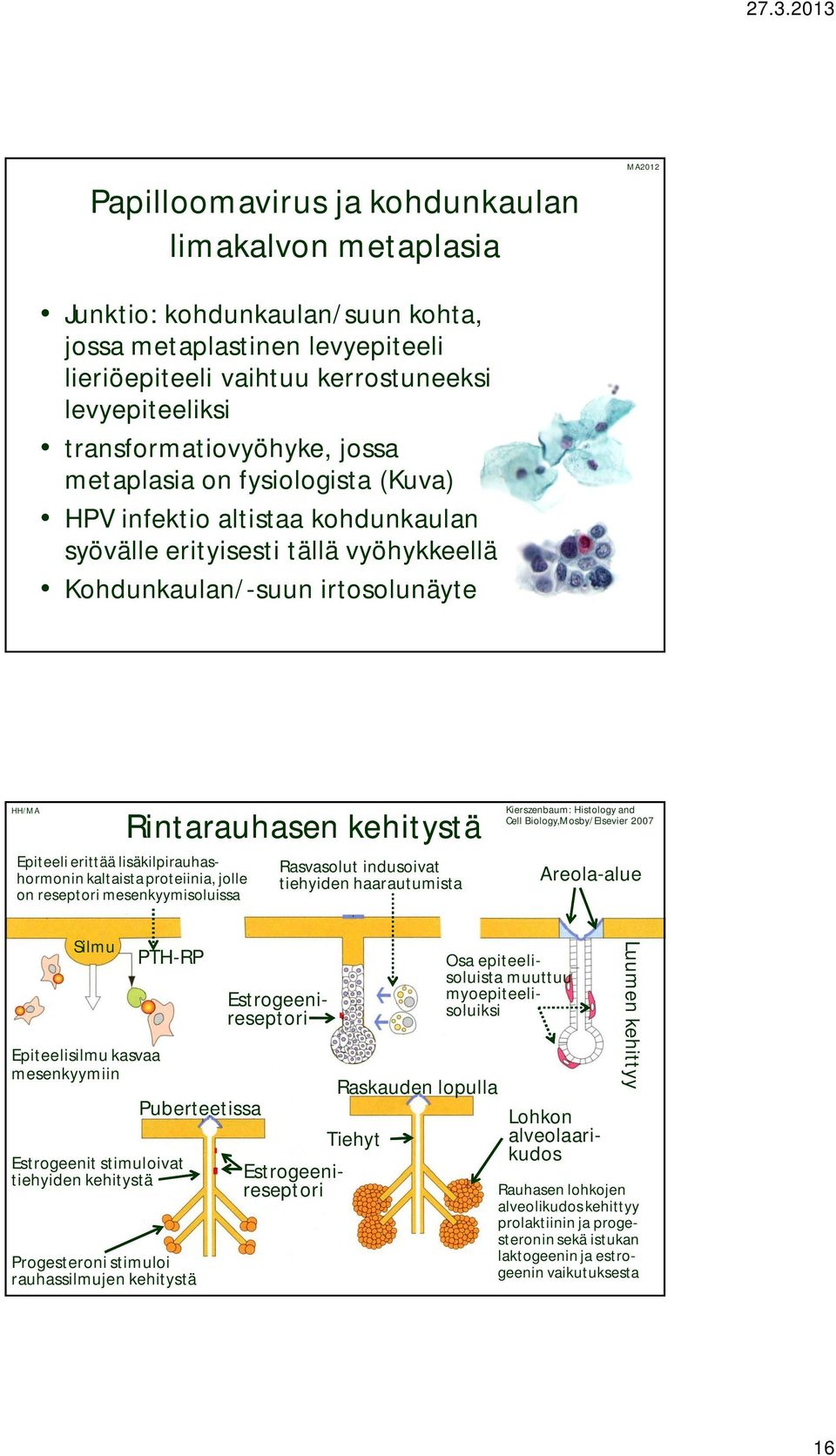 Epiteeli erittää lisäkilpirauhashormonin kaltaista proteiinia, jolle on reseptori mesenkyymisoluissa Rasvasolut indusoivat tiehyiden haarautumista Kierszenbaum: Histology and Cell