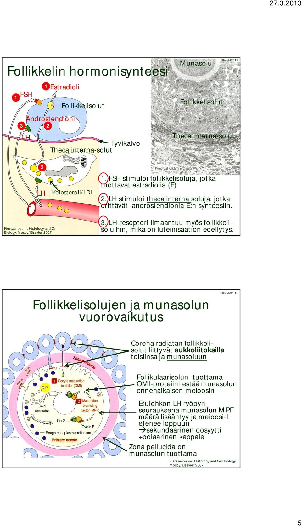 LH-reseptori ilmaantuu myös follikkelisoluihin, mikä on luteinisaation edellytys.