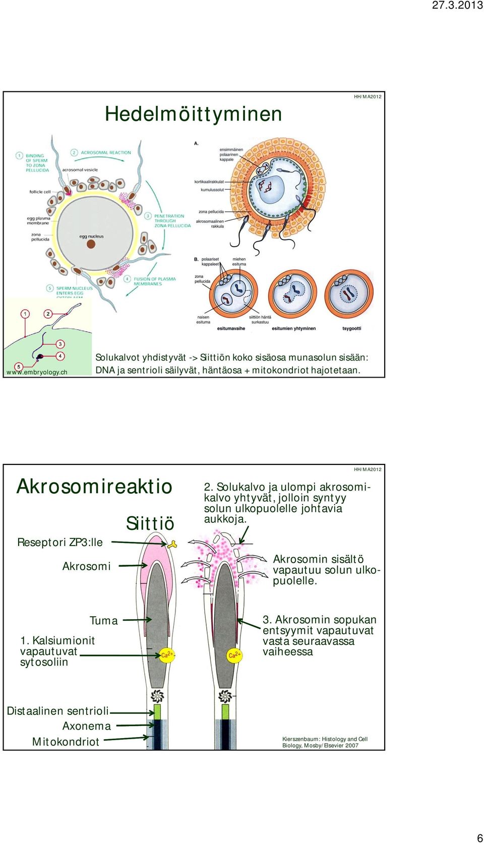 Akrosomireaktio Reseptori ZP3:lle Akrosomi Siittiö 2.