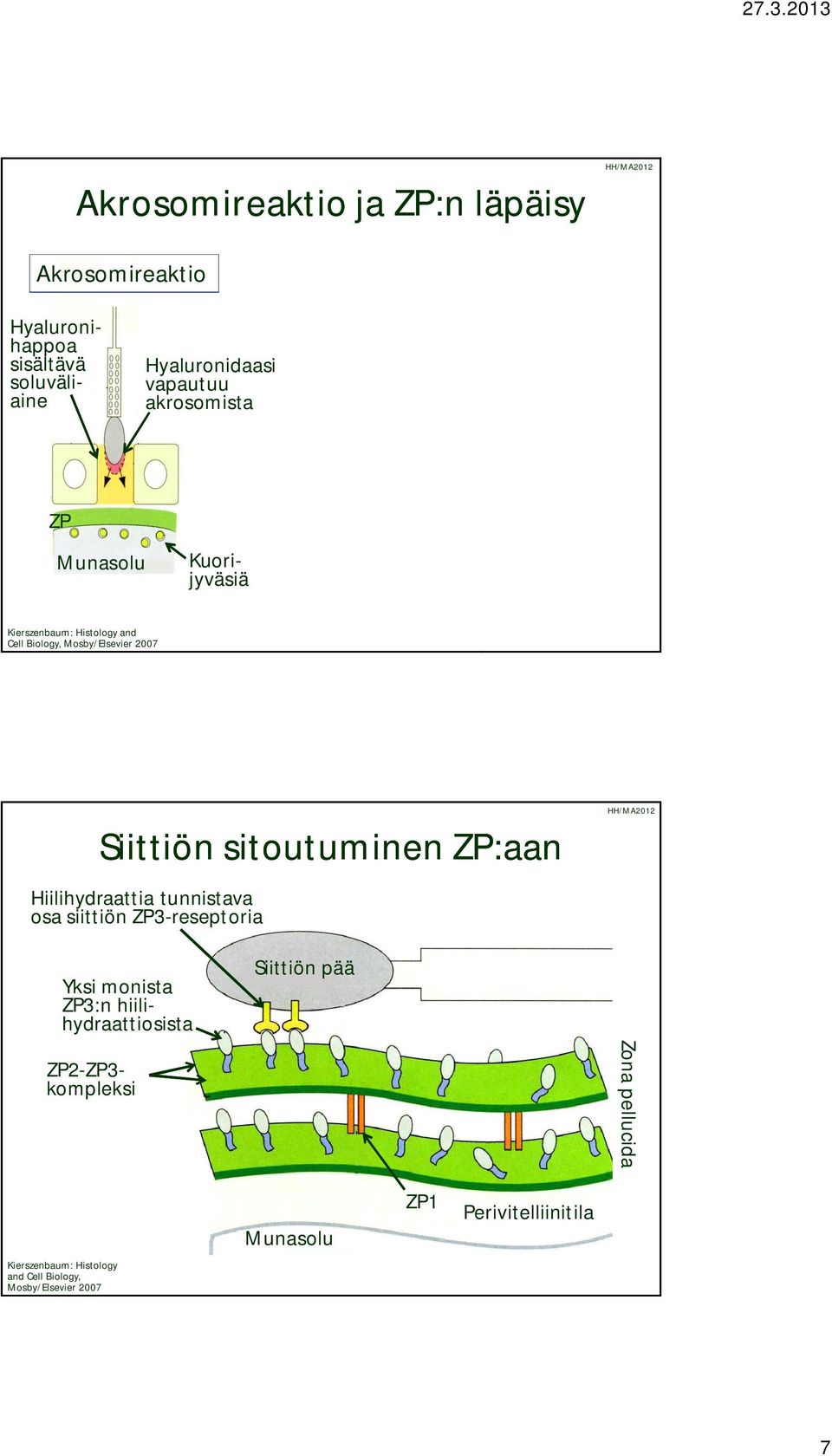 muuttavat ZP-proteiinien rakennetta ----- ZP läpäisemätön Siittiön sitoutuminen ZP:aan Hiilihydraattia tunnistava osa siittiön ZP3-reseptoria Siittiön pää