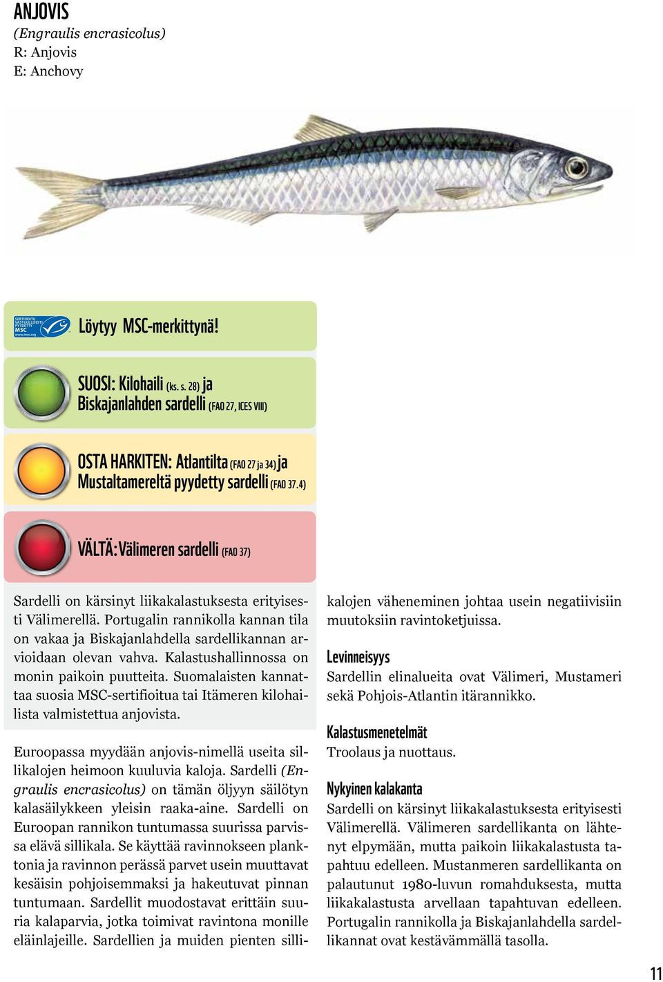 4) VÄLTÄ:Välimeren sardelli (FAO 37) Sardelli on kärsinyt liikakalastuksesta erityisesti Välimerellä.