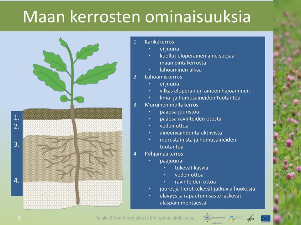 Muruinen multakerros pääosa juuristoa pääosa ravinteiden otosta veden ottoa aineenvaihdunta aktiivista murustamista ja humusaineiden