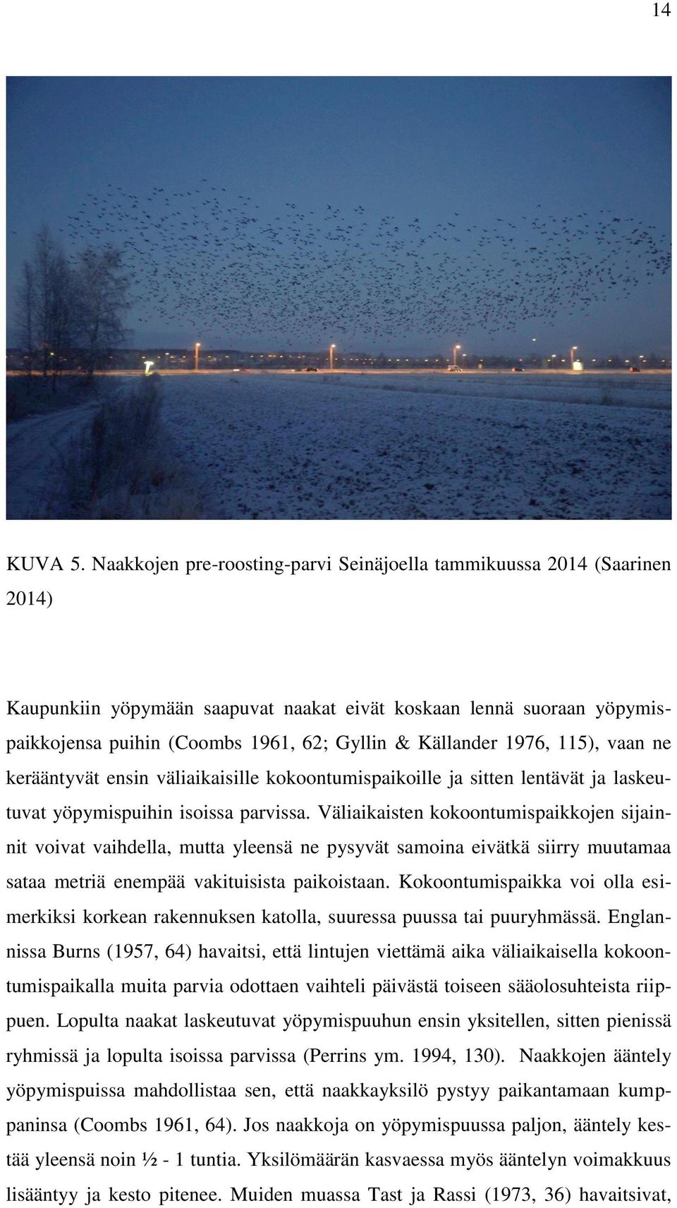 Källander 1976, 115), vaan ne kerääntyvät ensin väliaikaisille kokoontumispaikoille ja sitten lentävät ja laskeutuvat yöpymispuihin isoissa parvissa.