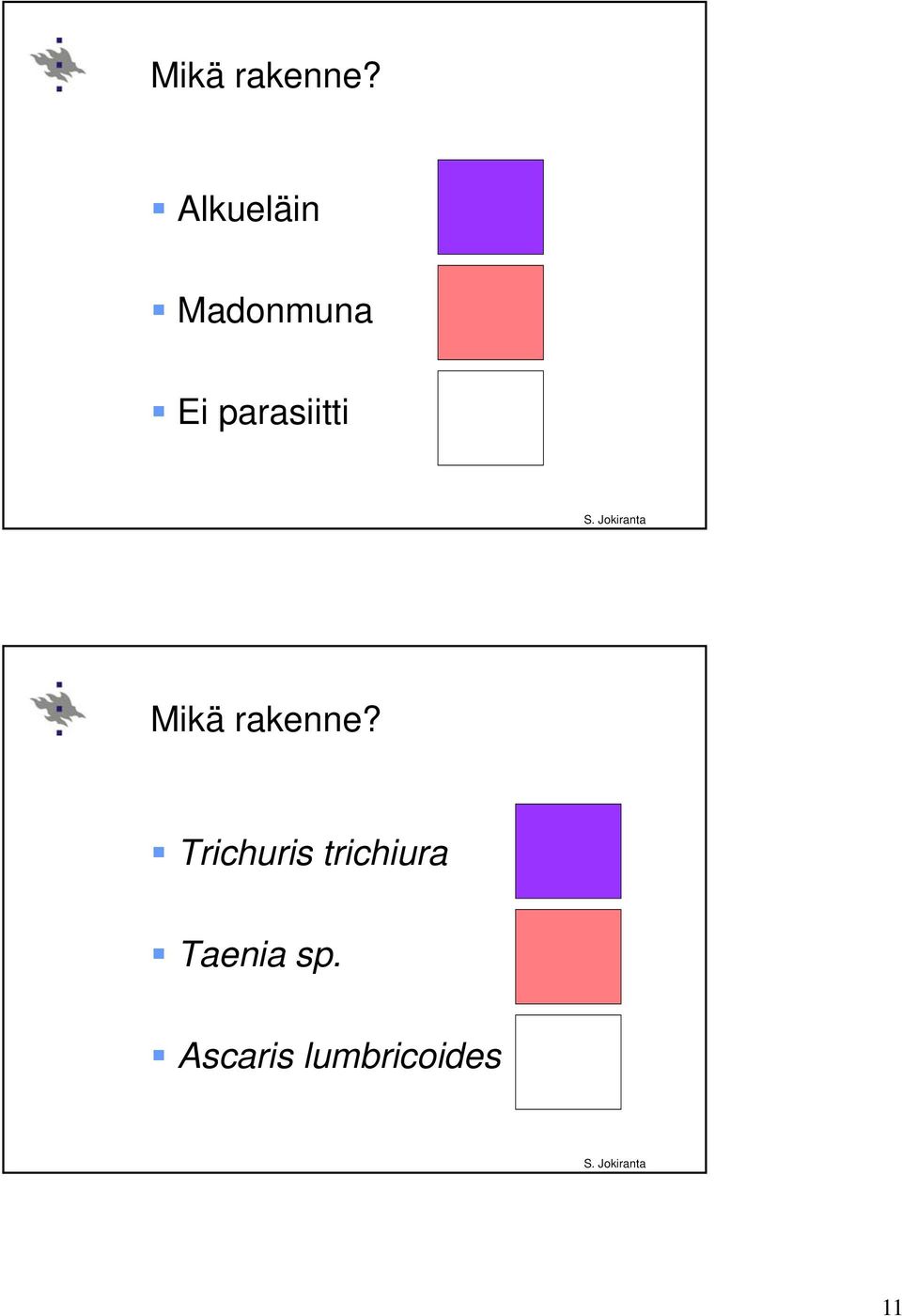 parasiitti  Trichuris