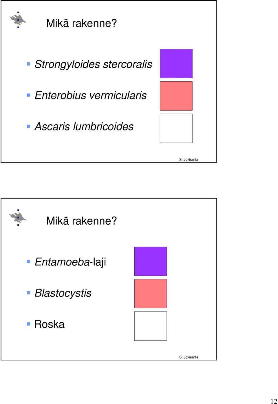Enterobius vermicularis Ascaris