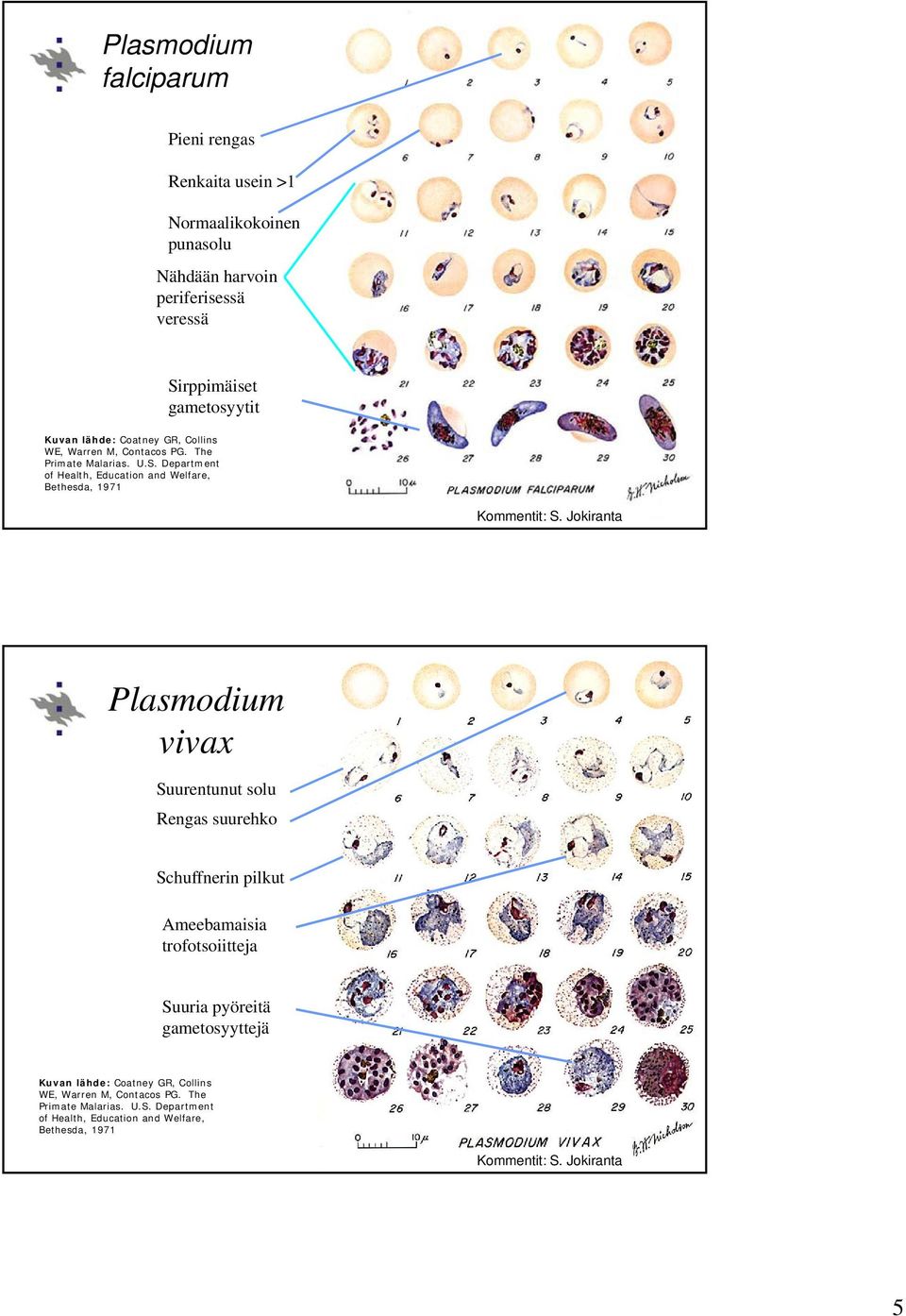 Department of Health, Education and Welfare, Bethesda, 1971 Kommentit: Plasmodium vivax Suurentunut solu Rengas suurehko Schuffnerin pilkut