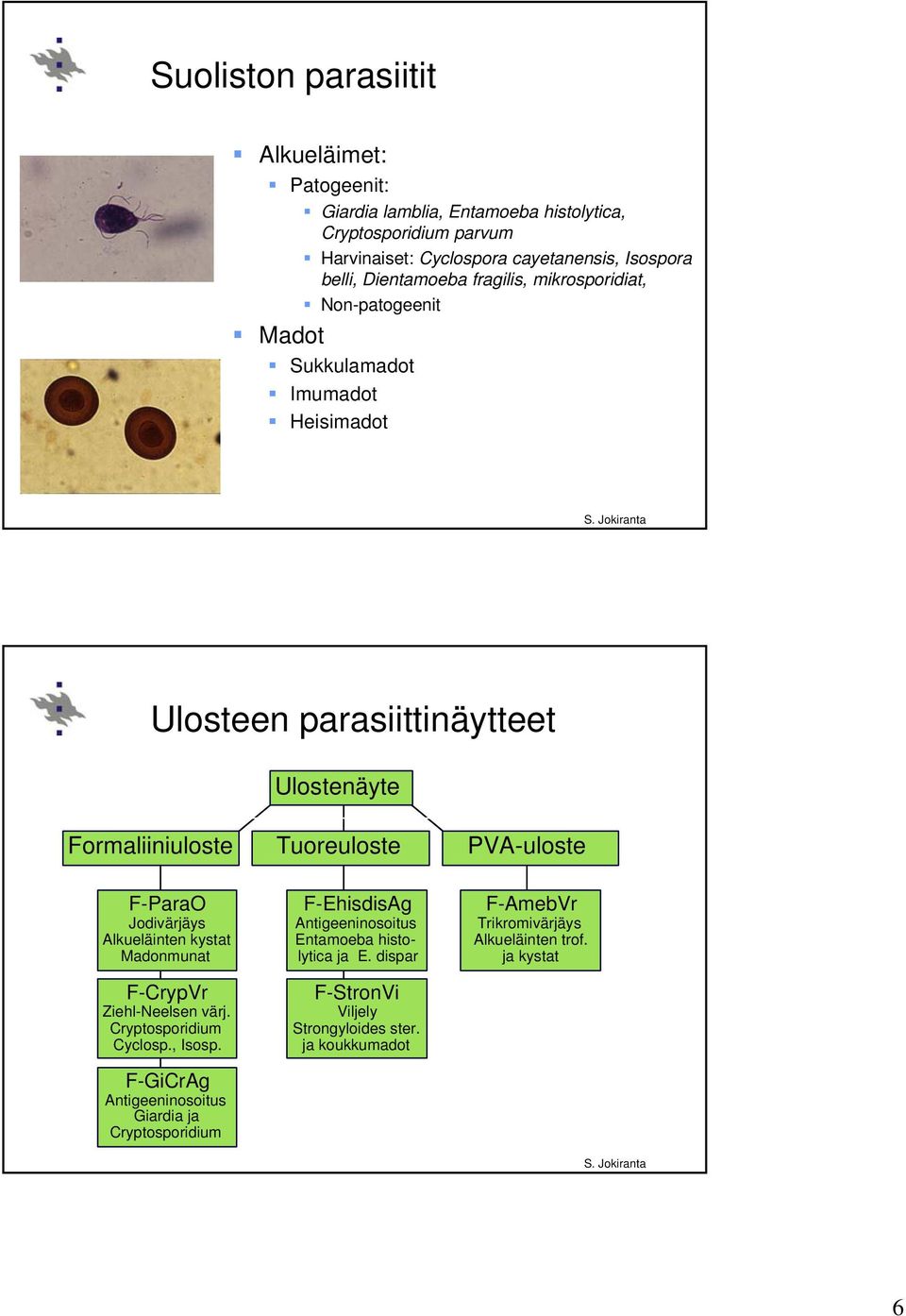 PVA-uloste F-ParaO Jodivärjäys Alkueläinten kystat Madonmunat F-CrypVr Ziehl-Neelsen värj. Cryptosporidium Cyclosp., Isosp.