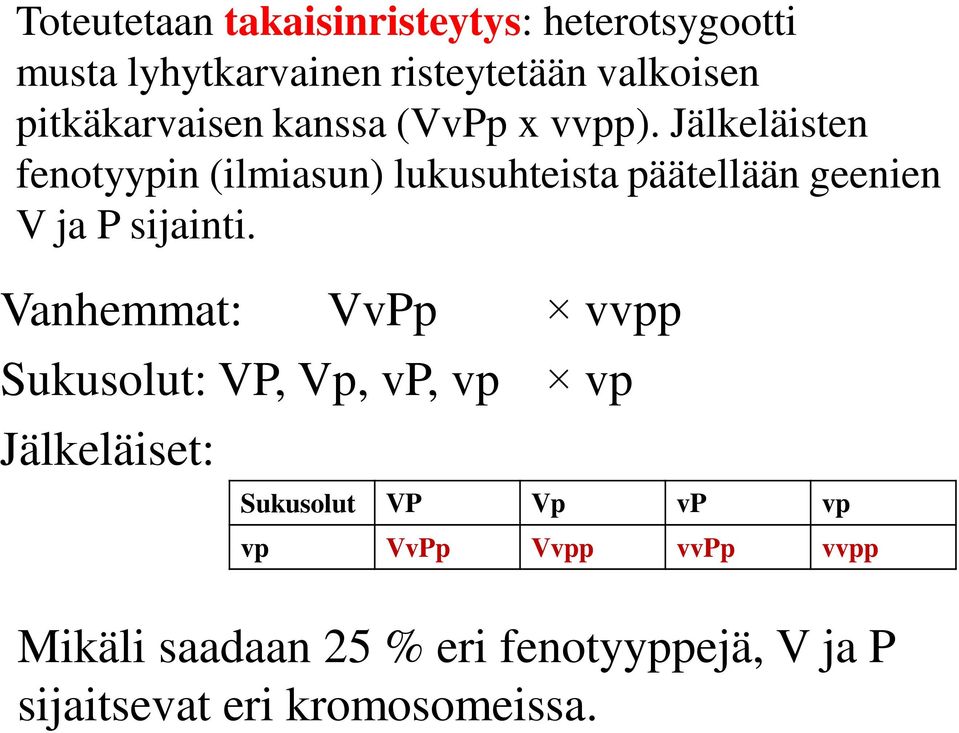 Jälkeläisten fenotyypin (ilmiasun) lukusuhteista päätellään geenien V ja P sijainti.