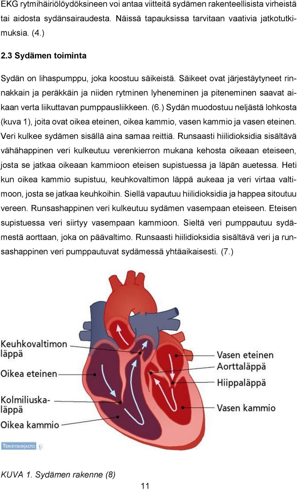 Säikeet ovat järjestäytyneet rinnakkain ja peräkkäin ja niiden rytminen lyheneminen ja piteneminen saavat aikaan verta liikuttavan pumppausliikkeen. (6.