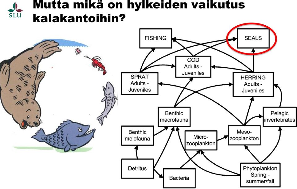 hylkeiden