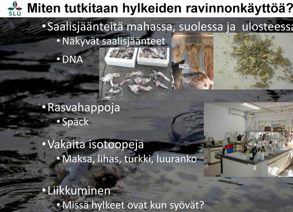 Saalisjäänteitä mahassa, suolessa ja ulosteessa Näkyvät