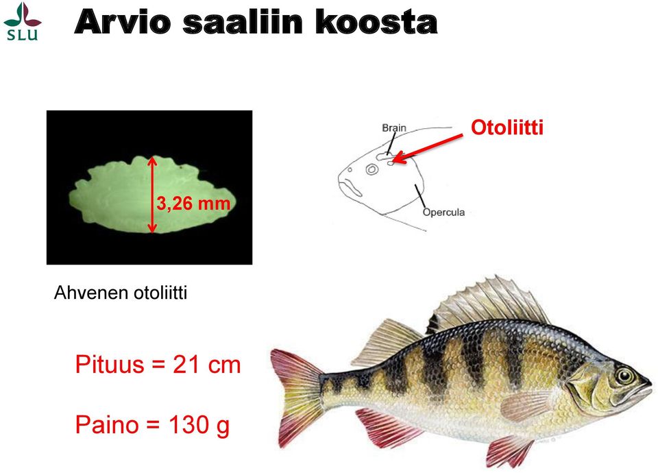 Ahvenen otoliitti