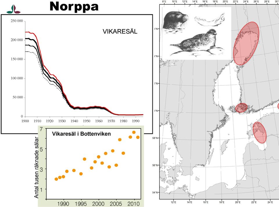 Norppa VIKARESÄL