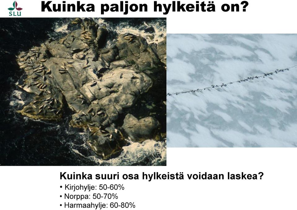 voidaan laskea?