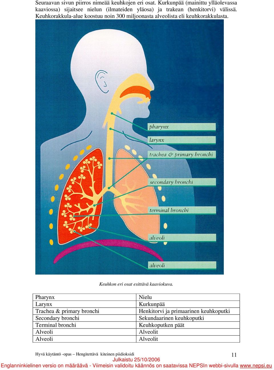Keuhkorakkula-alue koostuu noin 300 miljoonasta alveolista eli keuhkorakkulasta. Keuhkon eri osat esittävä kaaviokuva.