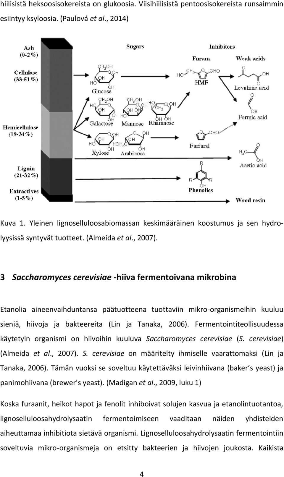 3 accharomyces cerevisiae -hiiva fermentoivana mikrobina Etanolia aineenvaihduntansa päätuotteena tuottaviin mikro-organismeihin kuuluu sieniä, hiivoja ja bakteereita (Lin ja Tanaka, 2006).