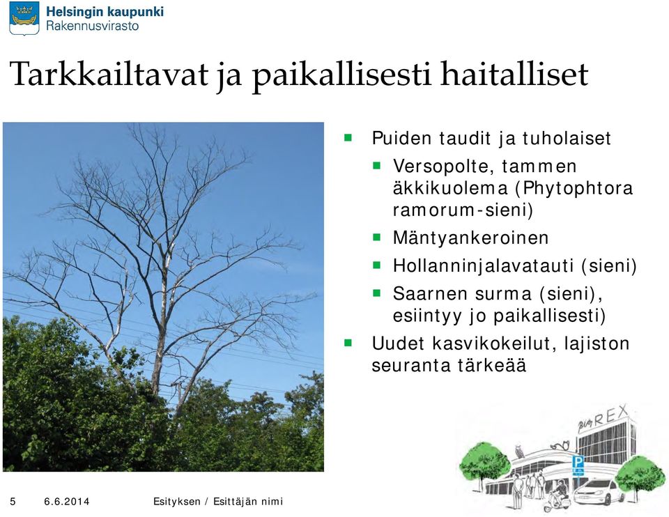 ramorum-sieni) Mäntyankeroinen Hollanninjalavatauti (sieni) Saarnen