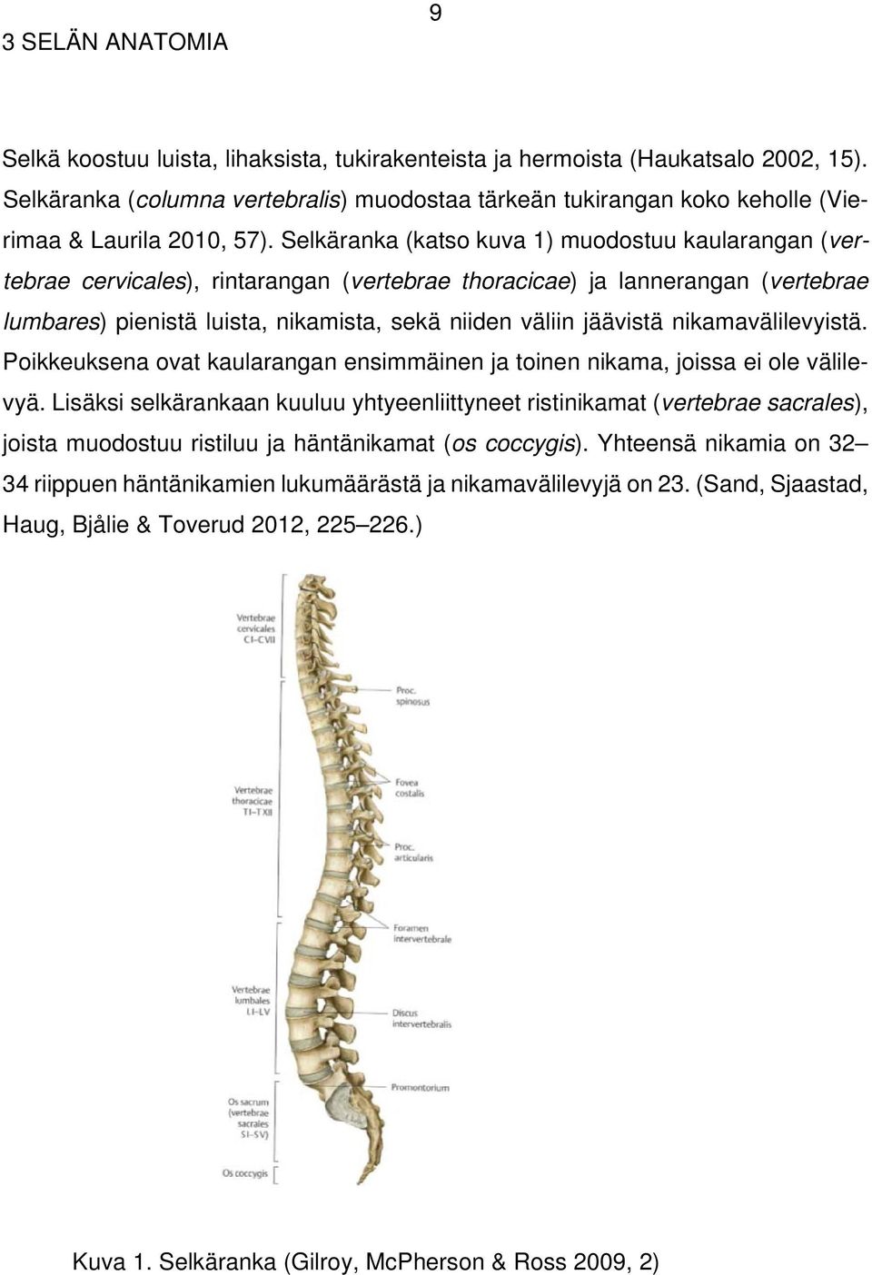 Selkäranka (katso kuva 1) muodostuu kaularangan (vertebrae cervicales), rintarangan (vertebrae thoracicae) ja lannerangan (vertebrae lumbares) pienistä luista, nikamista, sekä niiden väliin jäävistä