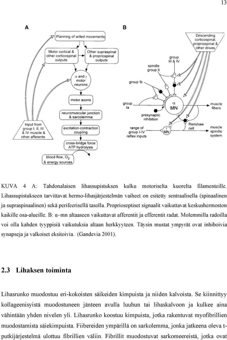 Proprioseptiset signaalit vaikuttavat keskushermoston kaikille osa-alueille. B: α mn altaaseen vaikuttavat afferentit ja efferentit radat.