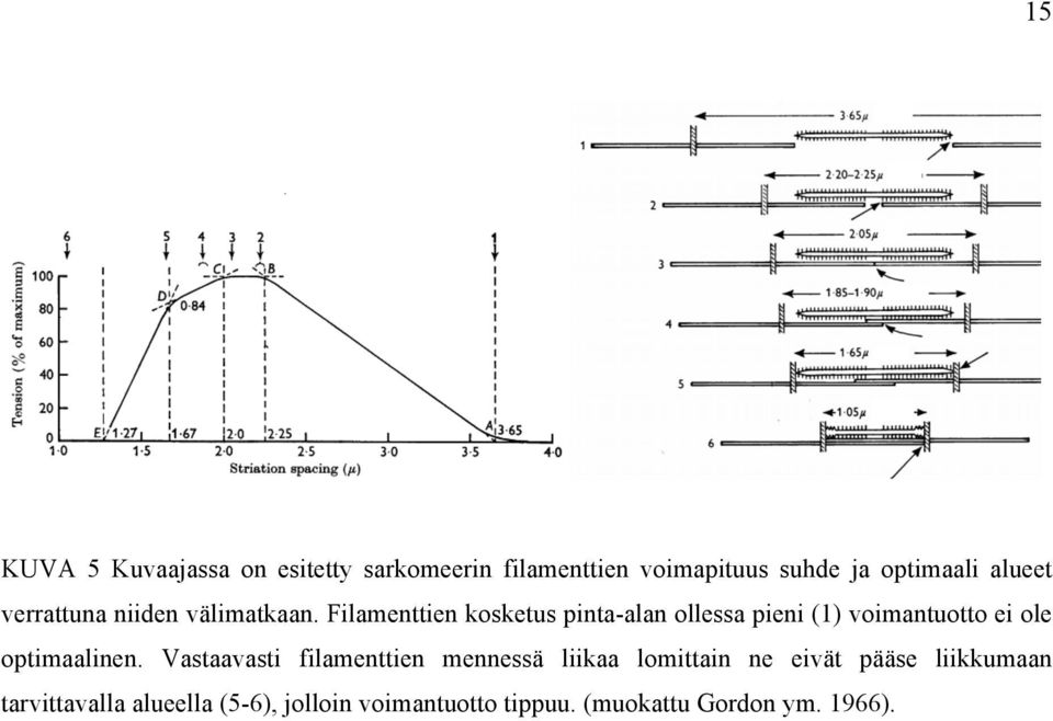Filamenttien kosketus pinta-alan ollessa pieni (1) voimantuotto ei ole optimaalinen.