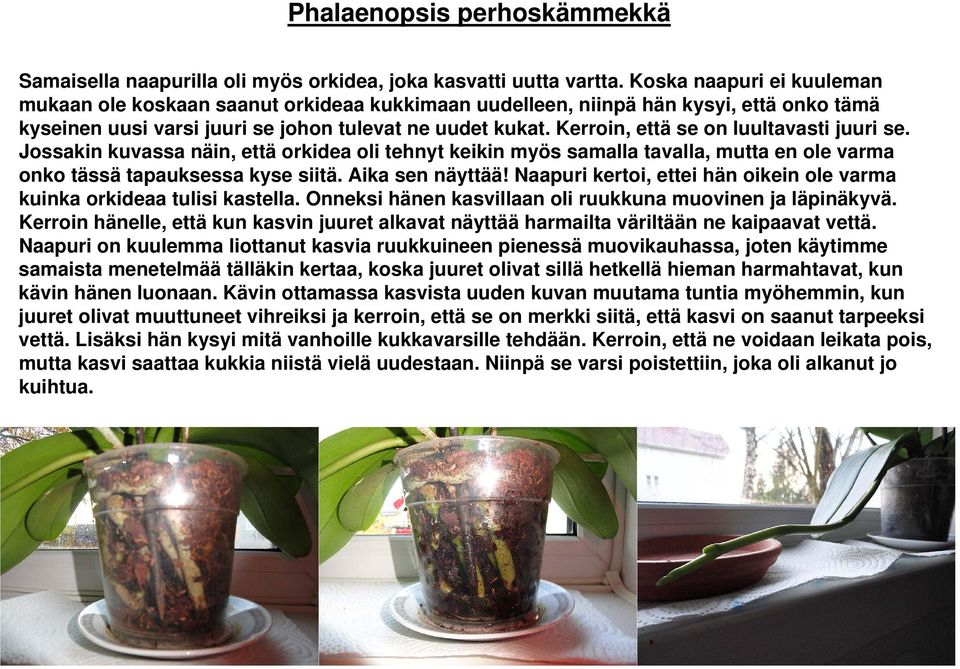 Kerroin, että se on luultavasti juuri se. Jossakin kuvassa näin, että orkidea oli tehnyt keikin myös samalla tavalla, mutta en ole varma onko tässä tapauksessa kyse siitä. Aika sen näyttää!