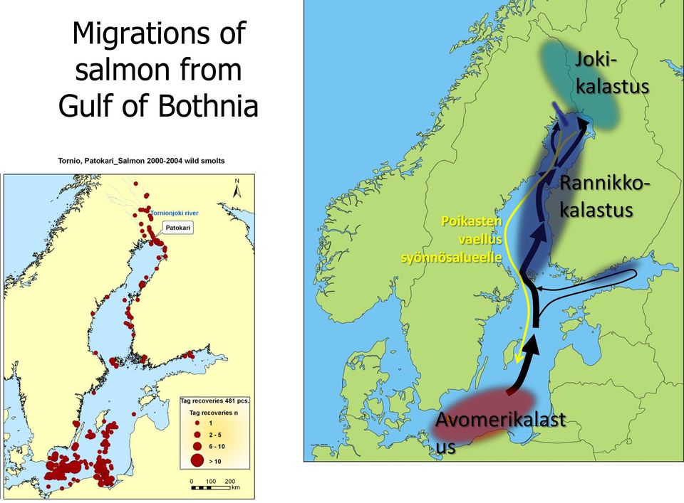 Poikasten vaellus