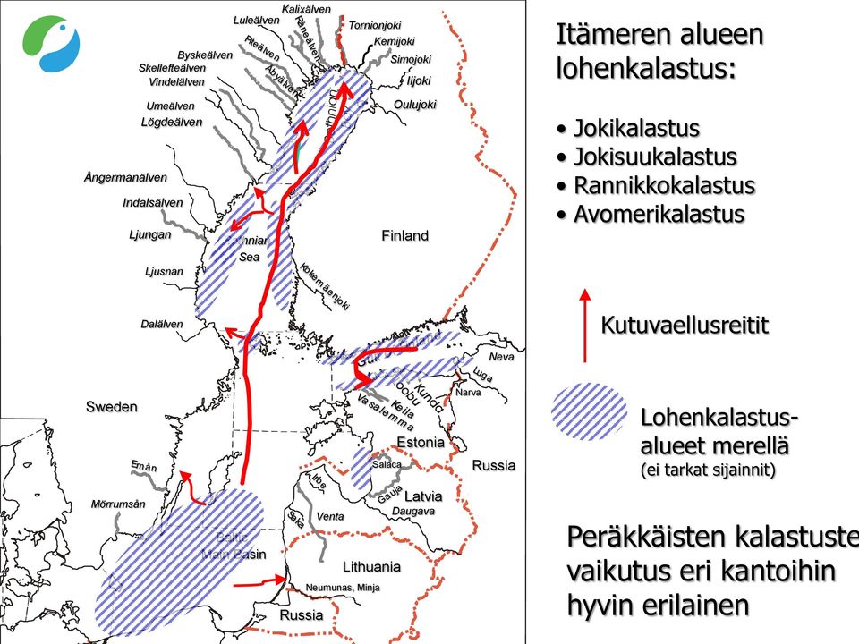 Rannikkokalastus Avomerikalastus Dalälven Kutuvaellusreitit Neva weden alaca Estonia Narva Russia Lohenkalastusalueet merellä (ei