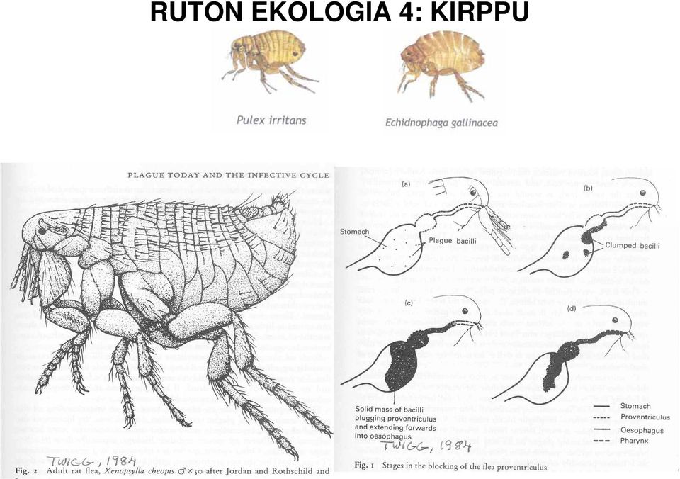 4: KIRPPU