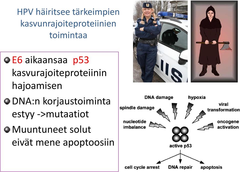 p53 kasvurajoiteproteiinin hajoamisen DNA:n