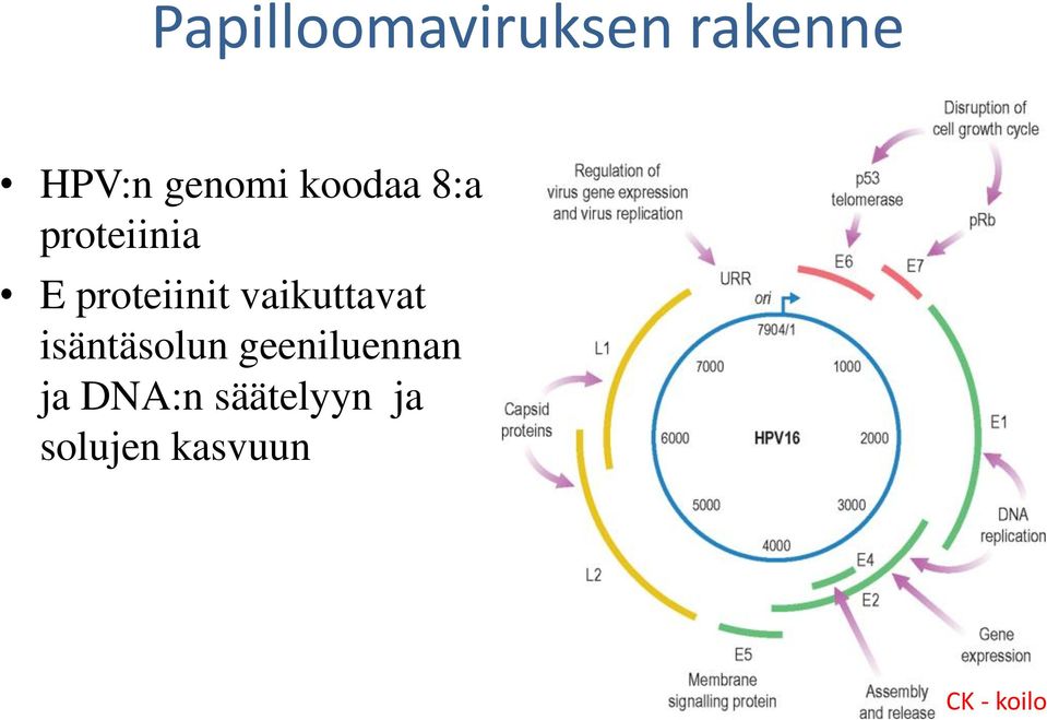 vaikuttavat isäntäsolun geeniluennan ja