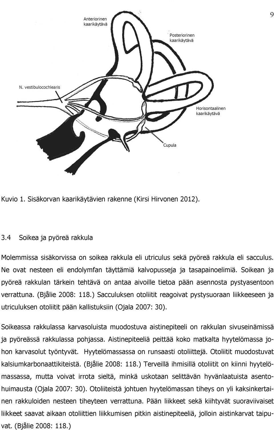 (Bjålie 2008: 118.) Sacculuksen otoliitit reagoivat pystysuoraan liikkeeseen ja utriculuksen otoliitit pään kallistuksiin (Ojala 2007: 30).