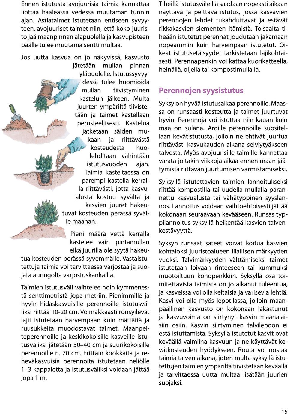 Jos uutta kasvua on jo näkyvissä, kasvusto jätetään mullan pinnan yläpuolelle. Istutussyvyydessä tulee huomioida mullan tiivistyminen kastelun jälkeen.