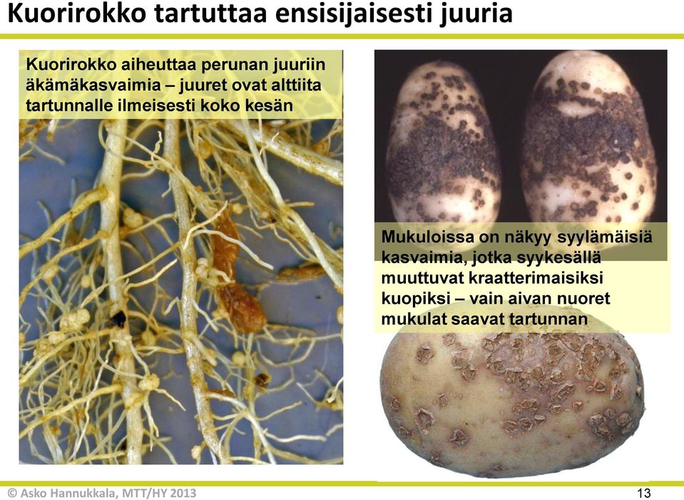 ilmeisesti koko kesän Mukuloissa on näkyy syylämäisiä kasvaimia, jotka