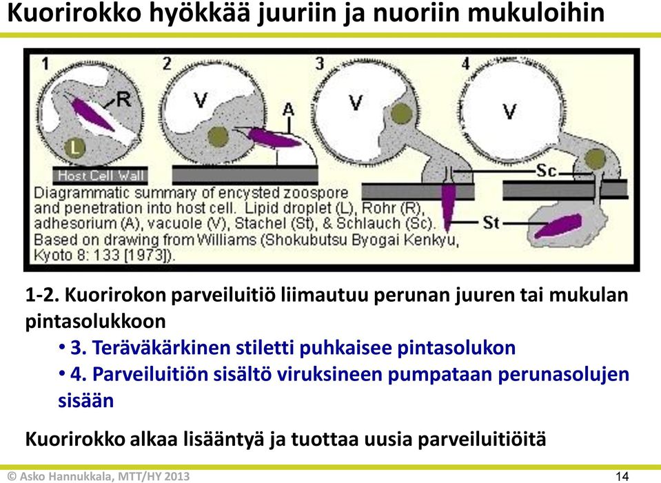 Teräväkärkinen stiletti puhkaisee pintasolukon 4.