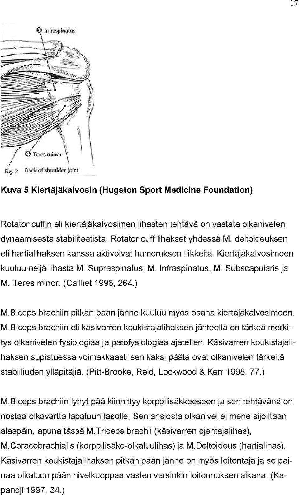 Subscapularis ja M. Teres minor. (Cailliet 1996, 264.) M.Biceps brachiin pitkän pään jänne kuuluu myös osana kiertäjäkalvosimeen. M.Biceps brachiin eli käsivarren koukistajalihaksen jänteellä on tärkeä merkitys olkanivelen fysiologiaa ja patofysiologiaa ajatellen.