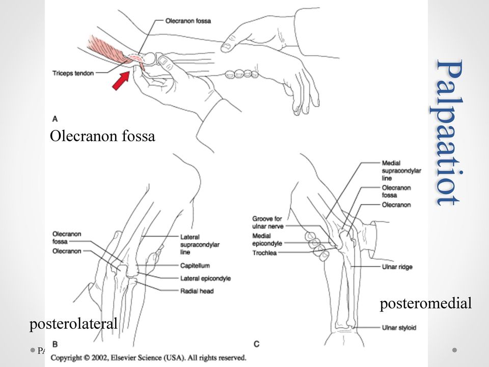 posterolateral