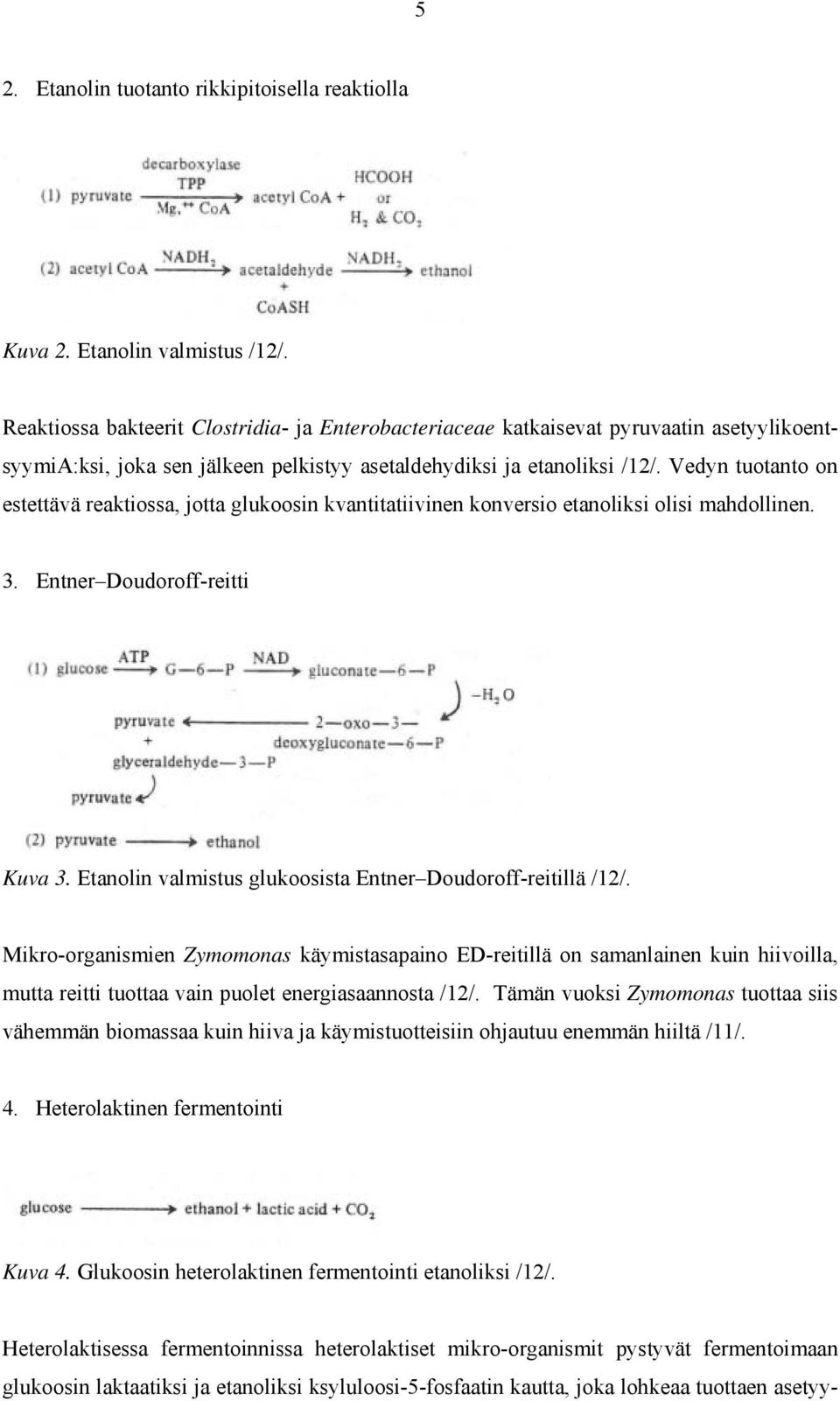 Vedyn tuotanto on estettävä reaktiossa, jotta glukoosin kvantitatiivinen konversio etanoliksi olisi mahdollinen. 3. Entner Doudoroff-reitti Kuva 3.