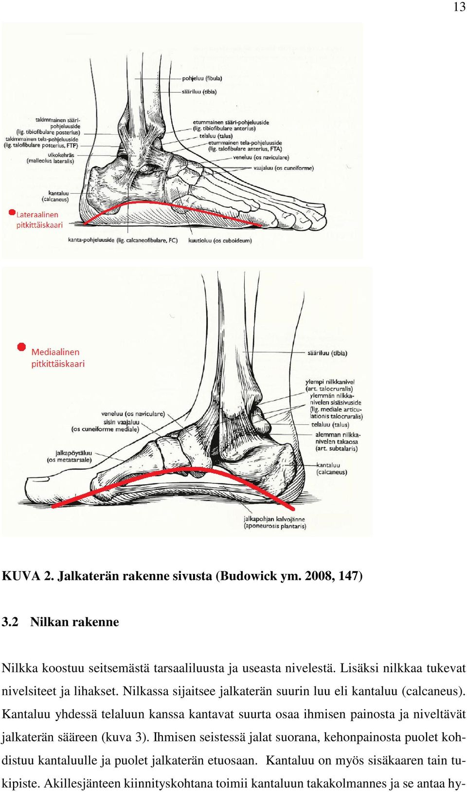 Kantaluu yhdessä telaluun kanssa kantavat suurta osaa ihmisen painosta ja niveltävät jalkaterän sääreen (kuva 3).
