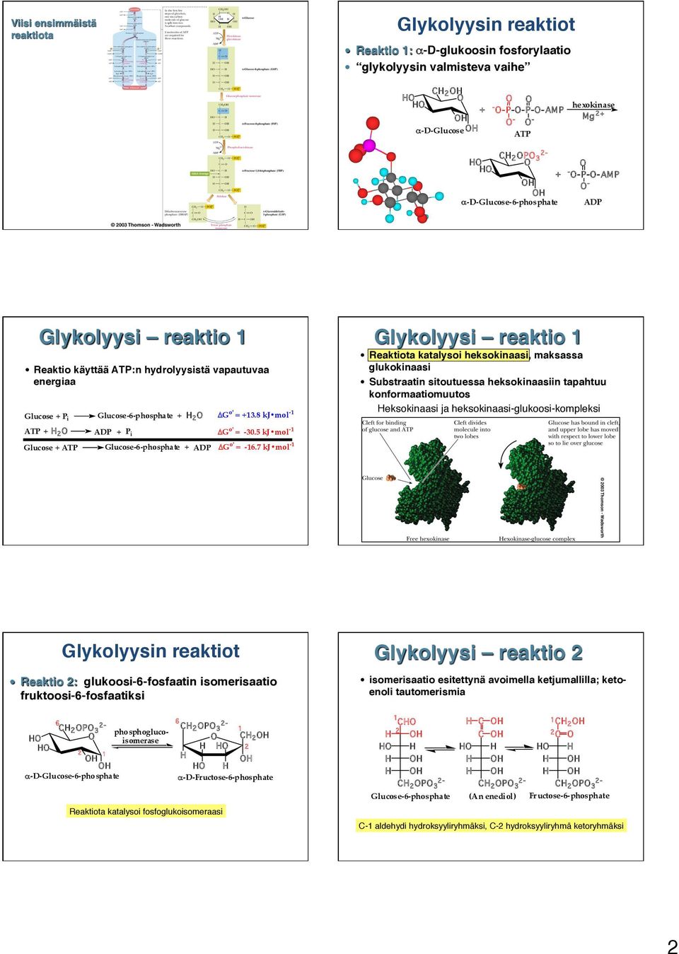 5 kj mol -1 Glucose + ATP Glucose-6-phosphate + ADP ΔG o' = -16.