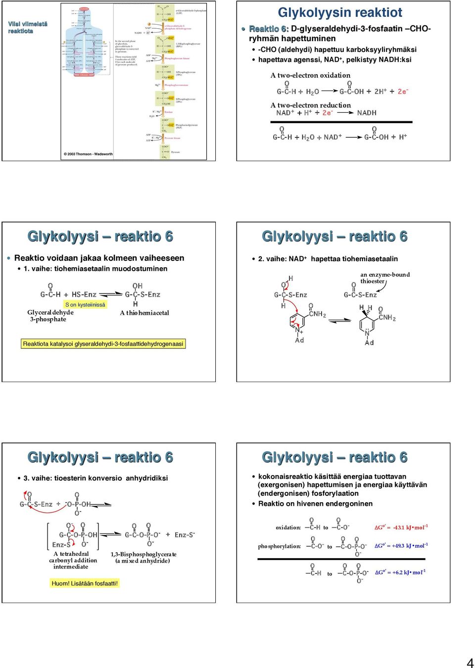 vaihe: tiohemiasetaalin muodostuminen G-- + S -Enz G--S-Enz S on kysteiinissä Glyceraldehyde 3-phosphate A thiohemiacetal Reaktiota katalysoi glyseraldehydi-3-fosfaattidehydrogenaasi Glykolyysi