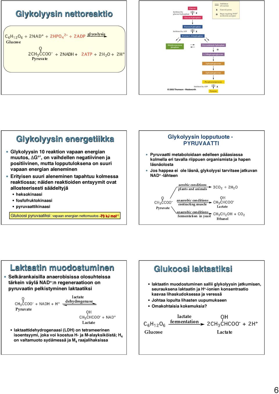 säädeltyjä heksokinaasi fosfofruktokinaasi pyruvaattikinaasi Glukoosi pyruvaatiksi: vapaan energian nettomuutos -73 kj mol -1 Pyruvaatti metaboloidaan edelleen pääasiassa kolmella eri tavalla