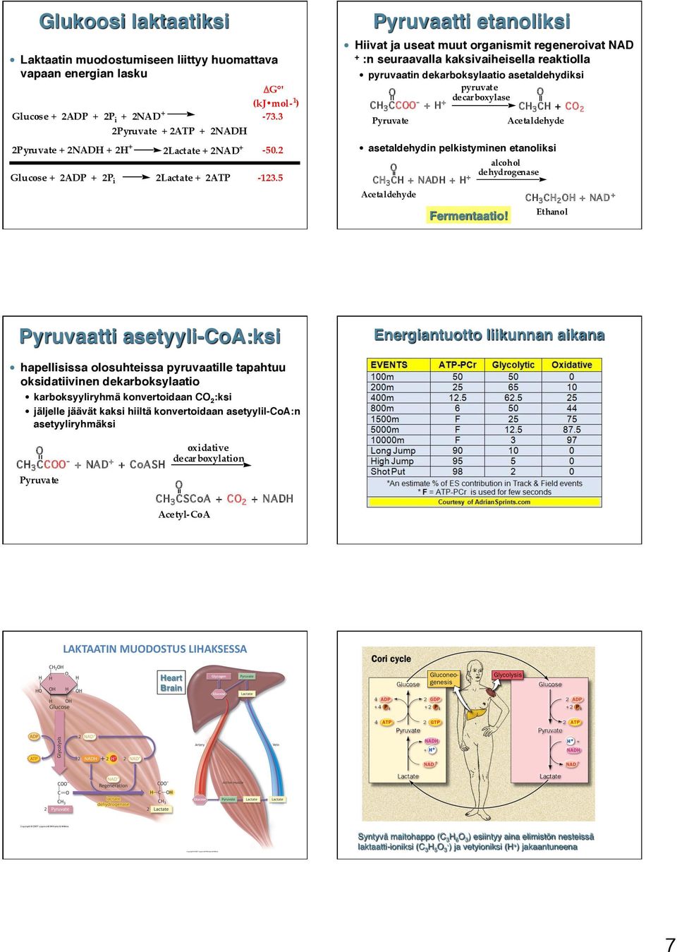 5 + :n seuraavalla kaksivaiheisella reaktiolla pyruvaatin dekarboksylaatio asetaldehydiksi pyruvate decar boxylase 3 - + + 3 + 2 Acetaldehyde asetaldehydin pelkistyminen etanoliksi alcohol