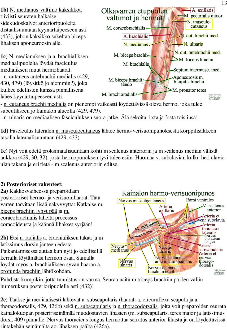 ), joka kulkee edellisten kanssa pinnallisena lähes kyynärtaipeeseen asti. - n.