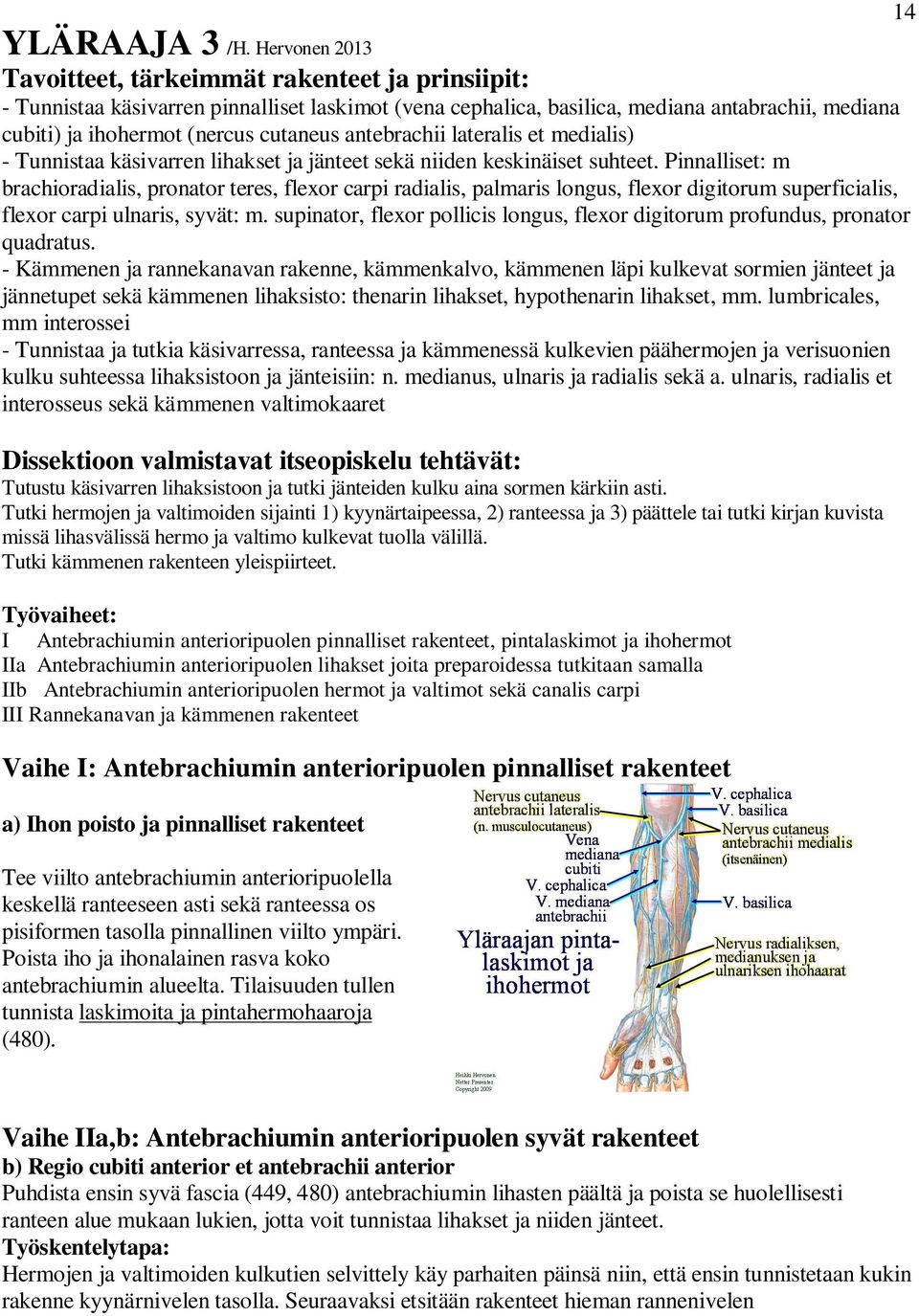 antebrachii lateralis et medialis) - Tunnistaa käsivarren lihakset ja jänteet sekä niiden keskinäiset suhteet.