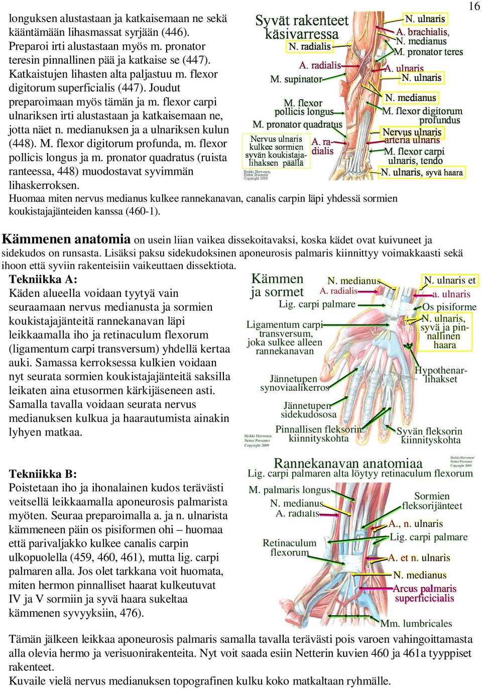 medianuksen ja a ulnariksen kulun (448). M. flexor digitorum profunda, m. flexor pollicis longus ja m. pronator quadratus (ruista ranteessa, 448) muodostavat syvimmän lihaskerroksen.