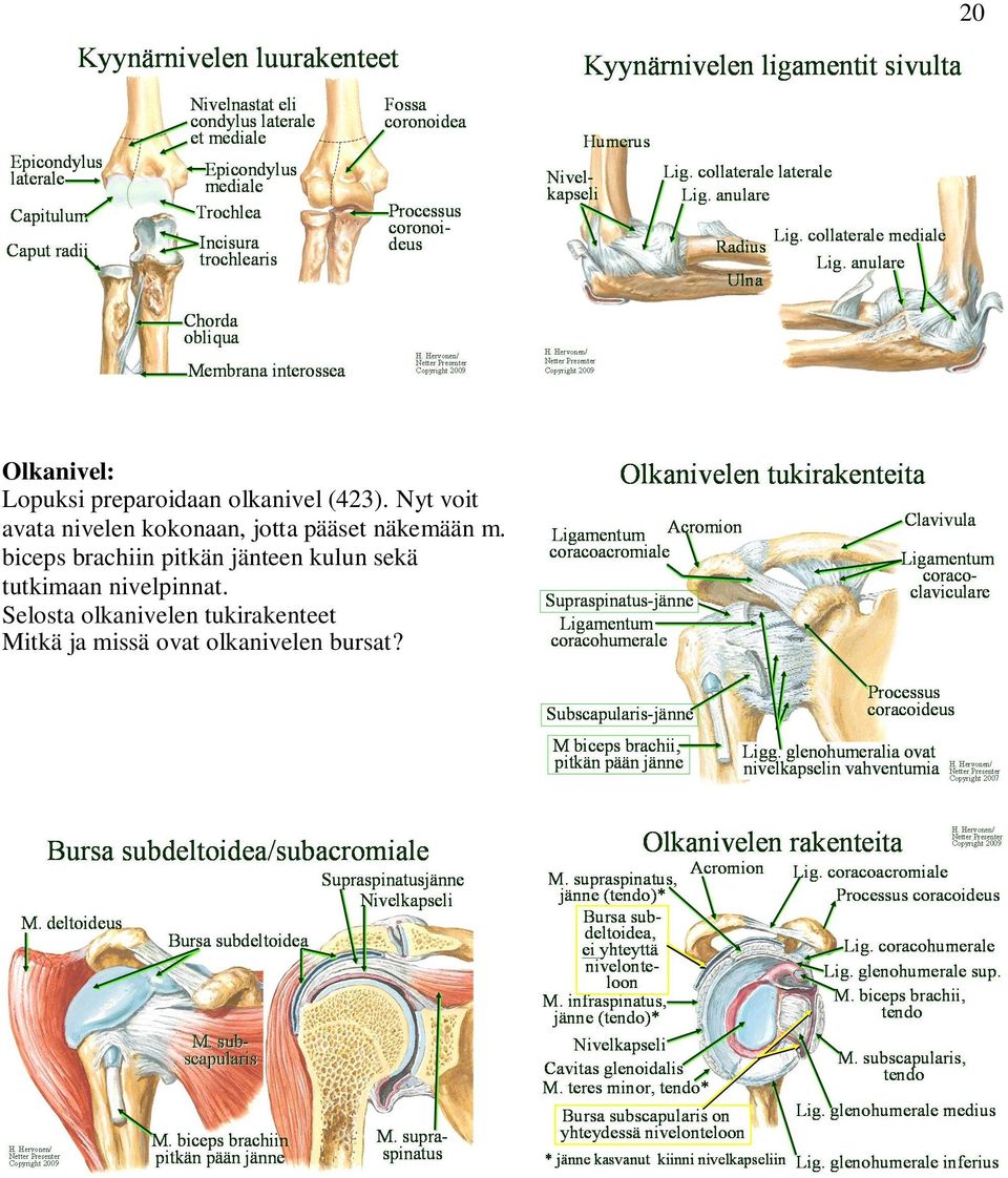 biceps brachiin pitkän jänteen kulun sekä tutkimaan